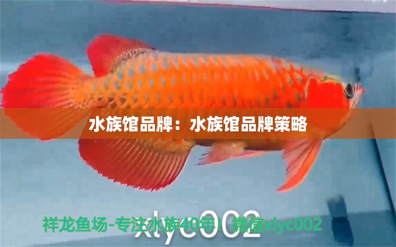 水族館品牌：水族館品牌策略