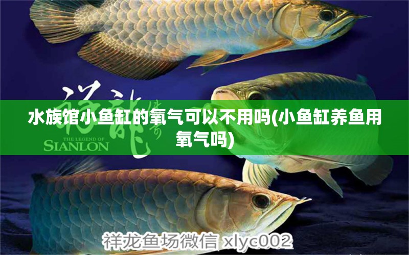 水族館小魚缸的氧氣可以不用嗎(小魚缸養(yǎng)魚用氧氣嗎) 野生埃及神仙魚 第1張