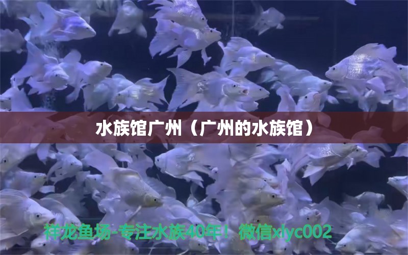 水族館廣州（廣州的水族館） 廣州水族批發(fā)市場