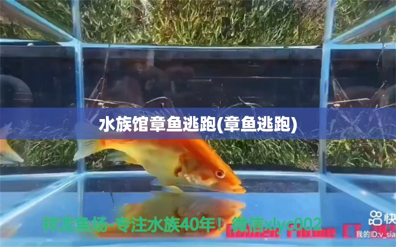 水族館章魚(yú)逃跑(章魚(yú)逃跑) 祥禾Super Red紅龍魚(yú)