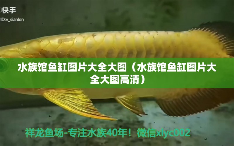 水族館魚缸圖片大全大圖（水族館魚缸圖片大全大圖高清） 量子養(yǎng)魚技術(shù)