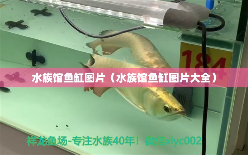 水族館魚缸圖片（水族館魚缸圖片大全）