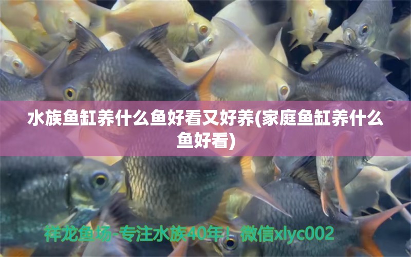 水族魚缸養(yǎng)什么魚好看又好養(yǎng)(家庭魚缸養(yǎng)什么魚好看) 巨骨舌魚