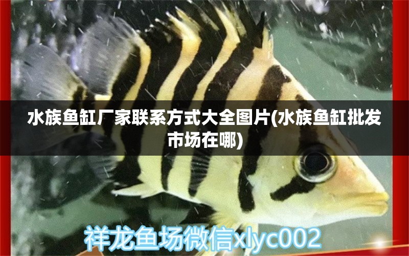 水族魚缸廠家聯(lián)系方式大全圖片(水族魚缸批發(fā)市場在哪) 殺菌消毒設(shè)備