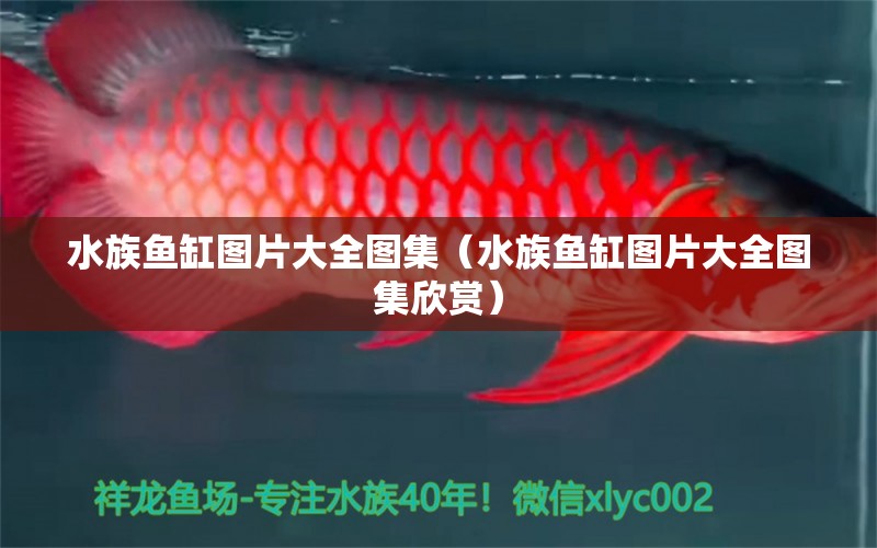 水族魚缸圖片大全圖集（水族魚缸圖片大全圖集欣賞）