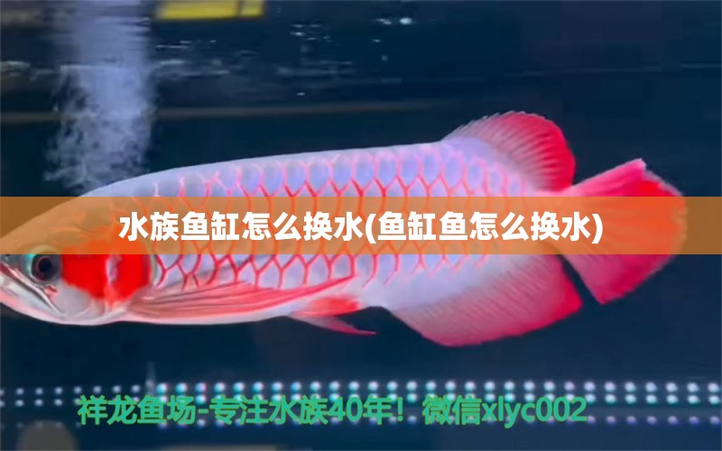 水族魚缸怎么換水(魚缸魚怎么換水) 綠皮辣椒小紅龍