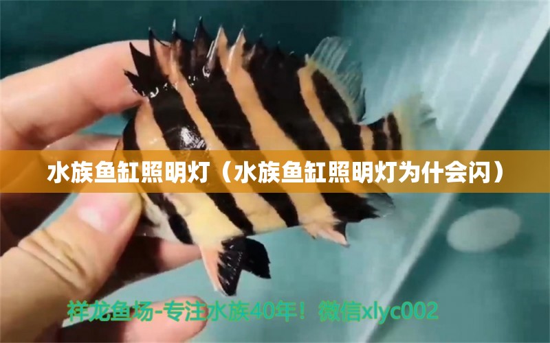 水族魚缸照明燈（水族魚缸照明燈為什會閃）