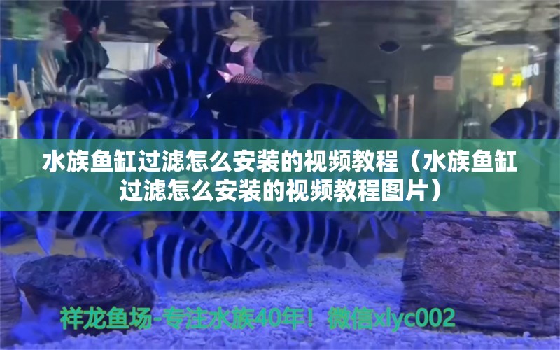 水族魚(yú)缸過(guò)濾怎么安裝的視頻教程（水族魚(yú)缸過(guò)濾怎么安裝的視頻教程圖片） 泰龐海蓮魚(yú)