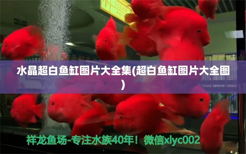 水晶超白魚缸圖片大全集(超白魚缸圖片大全圖) 一眉道人魚苗 第1張