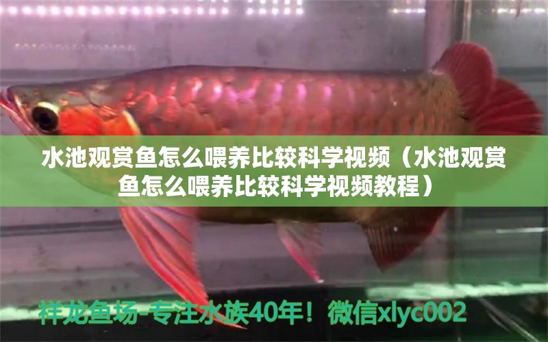 水池觀賞魚(yú)怎么喂養(yǎng)比較科學(xué)視頻（水池觀賞魚(yú)怎么喂養(yǎng)比較科學(xué)視頻教程）