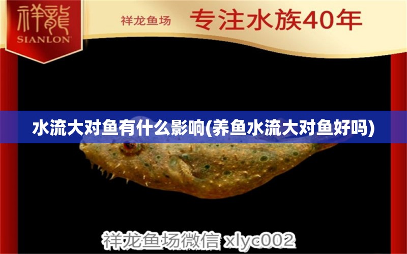 水流大對(duì)魚有什么影響(養(yǎng)魚水流大對(duì)魚好嗎) 雙線側(cè)魚