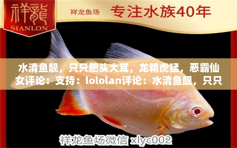 水清魚靚，只只肥頭大耳，龍精虎猛，惡霸仙女評論：支持：lololan評論：水清魚靚，只只肥頭大耳 觀賞魚論壇 第2張