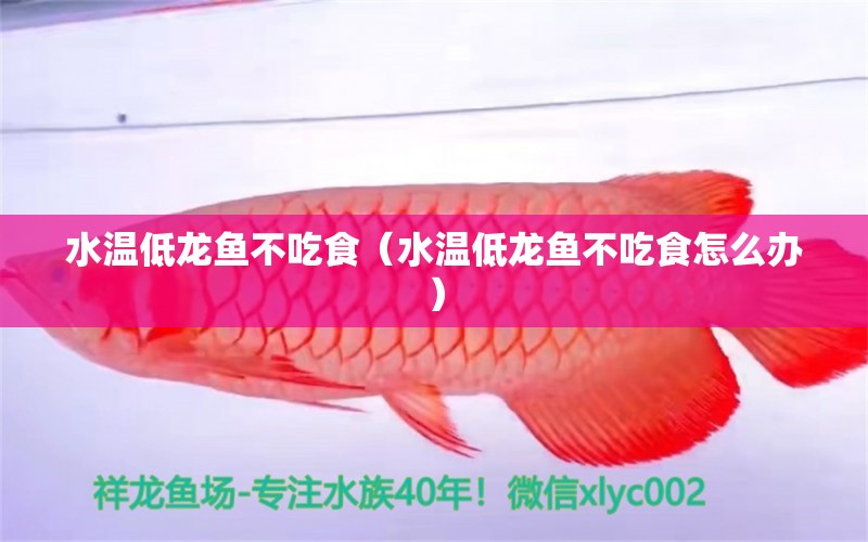 水溫低龍魚不吃食（水溫低龍魚不吃食怎么辦） 廣州龍魚批發(fā)市場