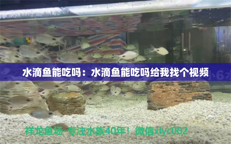 水滴魚能吃嗎：水滴魚能吃嗎給我找個視頻 水族雜談