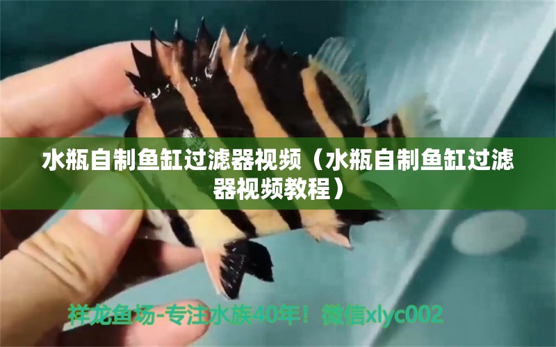 水瓶自制魚缸過濾器視頻（水瓶自制魚缸過濾器視頻教程）