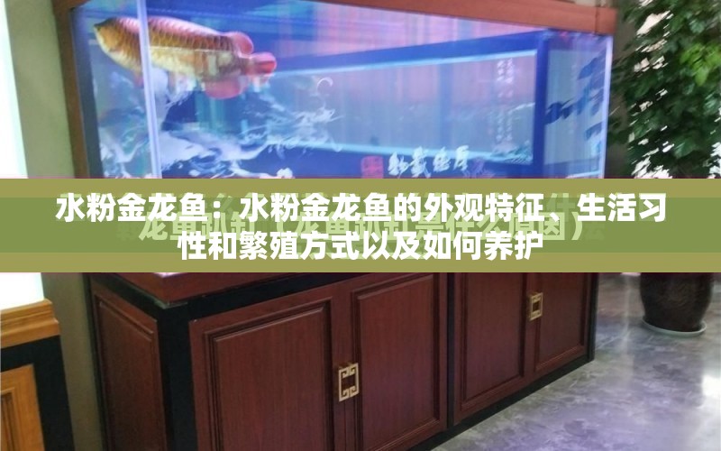 水粉金龍魚：水粉金龍魚的外觀特征、生活習(xí)性和繁殖方式以及如何養(yǎng)護(hù) 水族問答 第1張