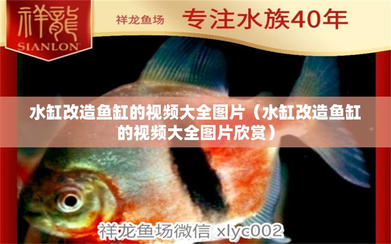 水缸改造魚缸的視頻大全圖片（水缸改造魚缸的視頻大全圖片欣賞）