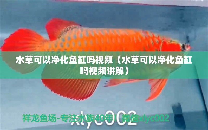 水草可以凈化魚缸嗎視頻（水草可以凈化魚缸嗎視頻講解）