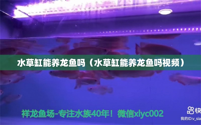 水草缸能養(yǎng)龍魚嗎（水草缸能養(yǎng)龍魚嗎視頻）