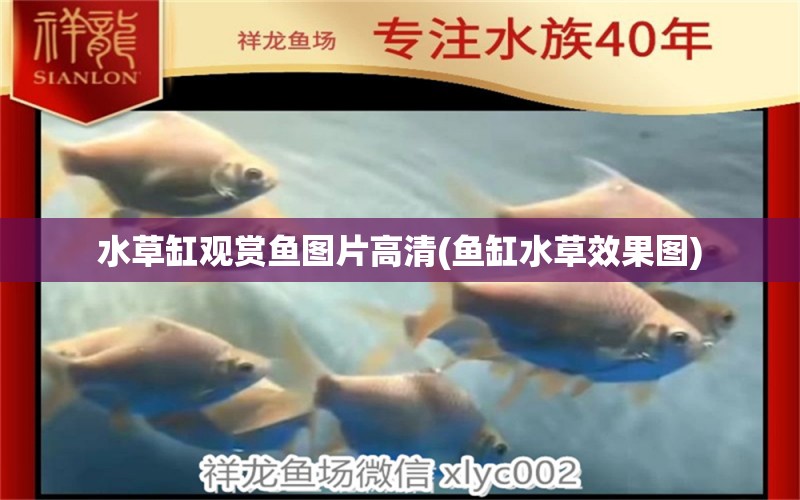 水草缸觀賞魚圖片高清(魚缸水草效果圖) 水草