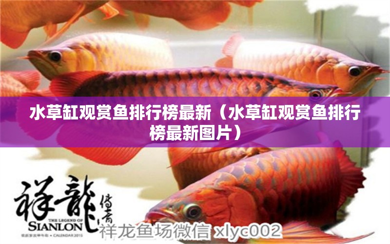 水草缸觀賞魚(yú)排行榜最新（水草缸觀賞魚(yú)排行榜最新圖片） 水草