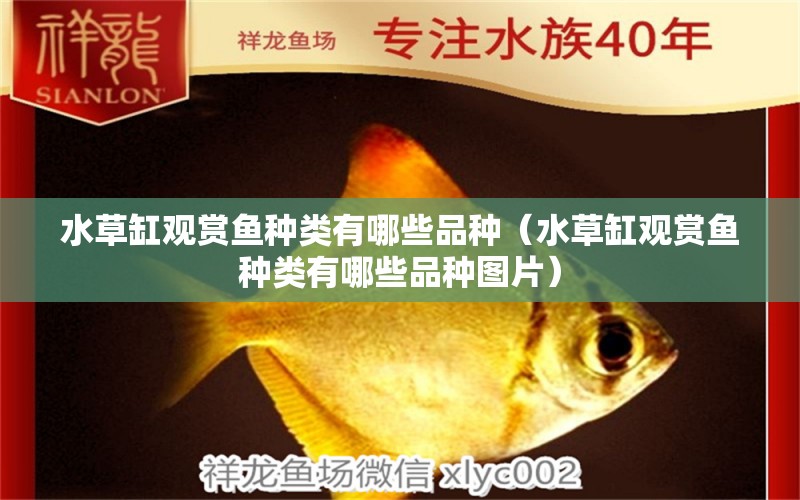 水草缸觀賞魚種類有哪些品種（水草缸觀賞魚種類有哪些品種圖片） 水草