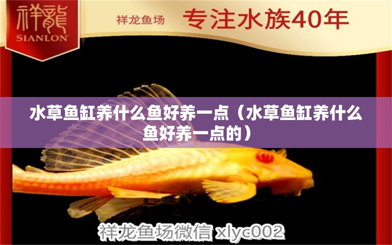 水草魚缸養(yǎng)什么魚好養(yǎng)一點（水草魚缸養(yǎng)什么魚好養(yǎng)一點的） 水草