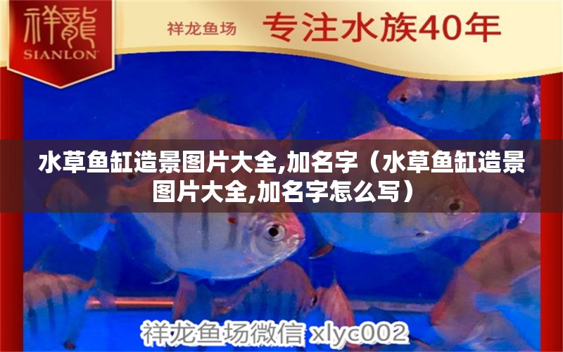 水草魚缸造景圖片大全,加名字（水草魚缸造景圖片大全,加名字怎么寫） 水草