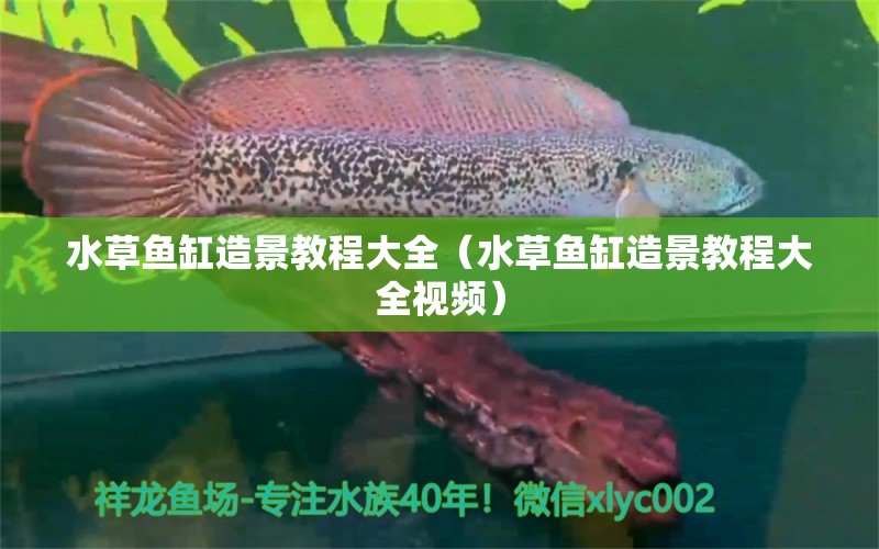 水草魚缸造景教程大全（水草魚缸造景教程大全視頻）