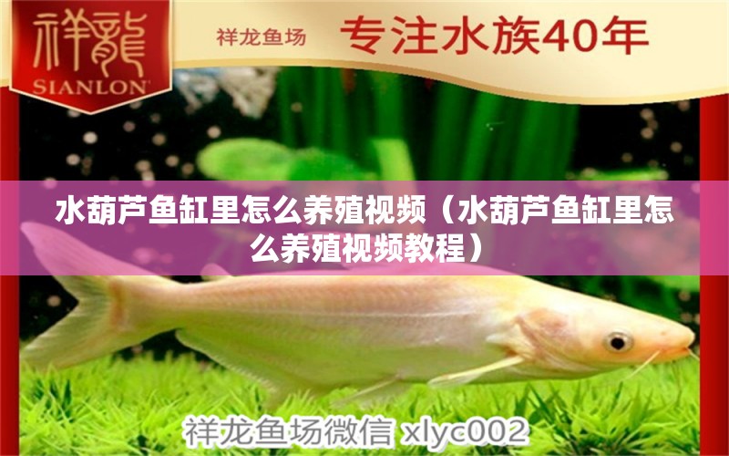 水葫蘆魚缸里怎么養(yǎng)殖視頻（水葫蘆魚缸里怎么養(yǎng)殖視頻教程）