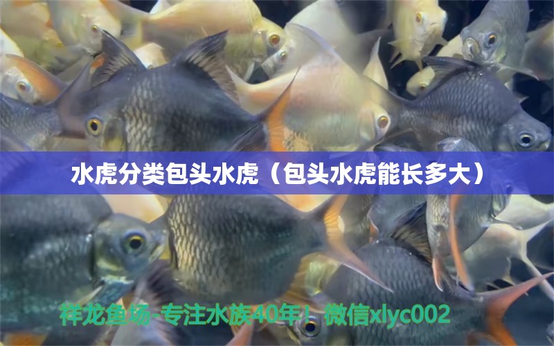 水虎分類包頭水虎（包頭水虎能長(zhǎng)多大） 食人魚（水虎）