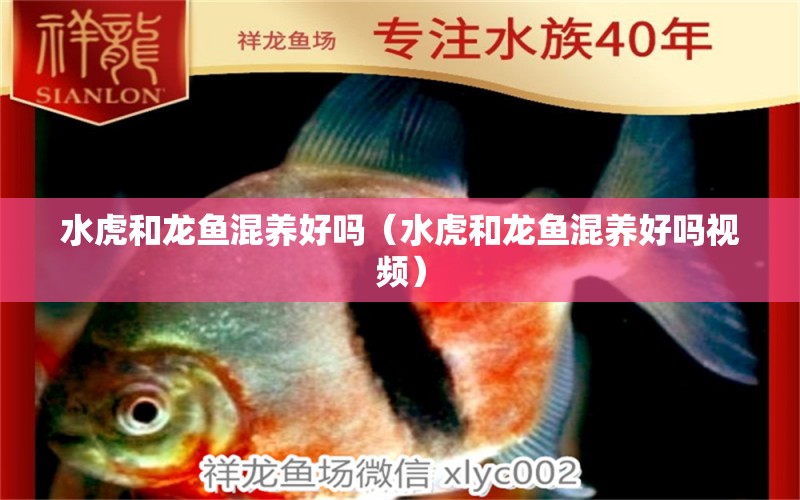 水虎和龍魚混養(yǎng)好嗎（水虎和龍魚混養(yǎng)好嗎視頻） 食人魚（水虎）