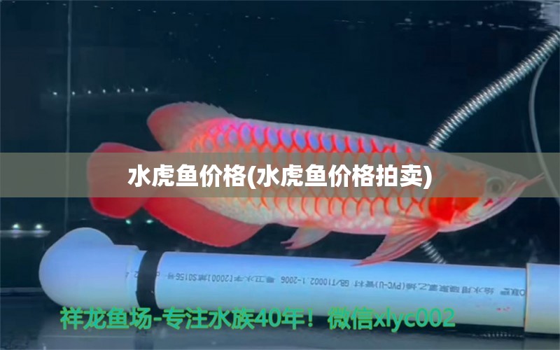 水虎魚(yú)價(jià)格(水虎魚(yú)價(jià)格拍賣(mài)) 食人魚(yú)（水虎）