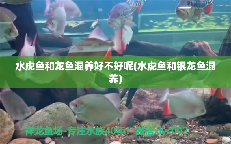 水虎魚和龍魚混養(yǎng)好不好呢(水虎魚和銀龍魚混養(yǎng))