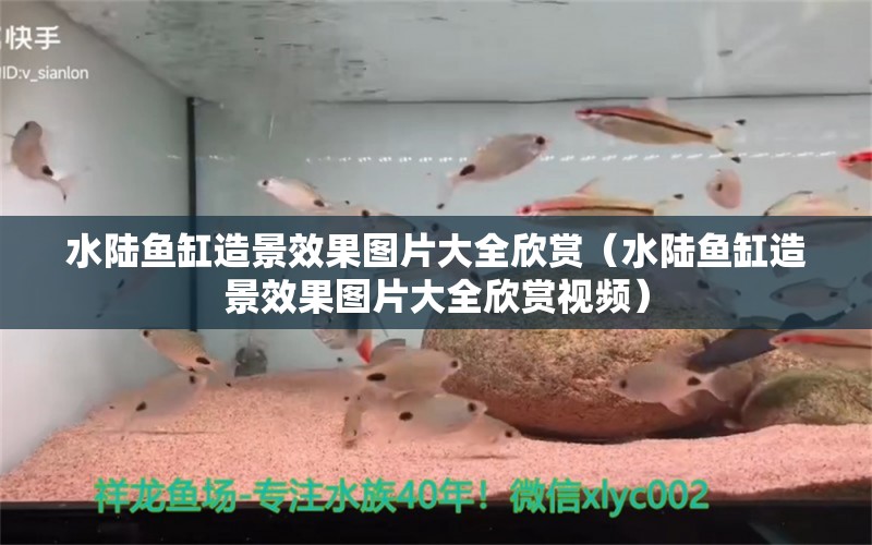 水陸魚(yú)缸造景效果圖片大全欣賞（水陸魚(yú)缸造景效果圖片大全欣賞視頻） 祥龍水族醫(yī)院