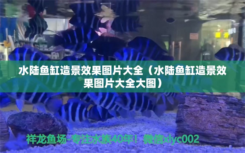 水陸魚缸造景效果圖片大全（水陸魚缸造景效果圖片大全大圖）