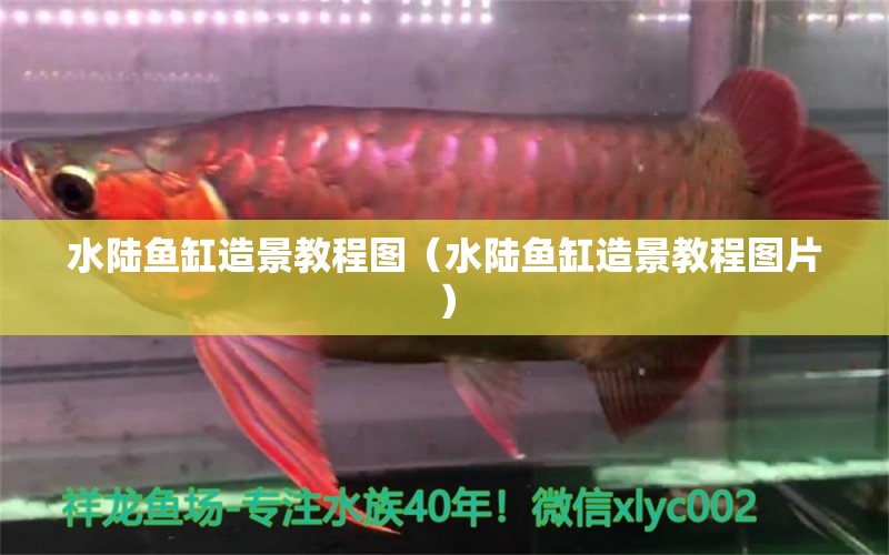 水陸魚缸造景教程圖（水陸魚缸造景教程圖片）