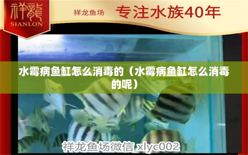 水霉病魚缸怎么消毒的（水霉病魚缸怎么消毒的呢） 粗線銀版魚苗