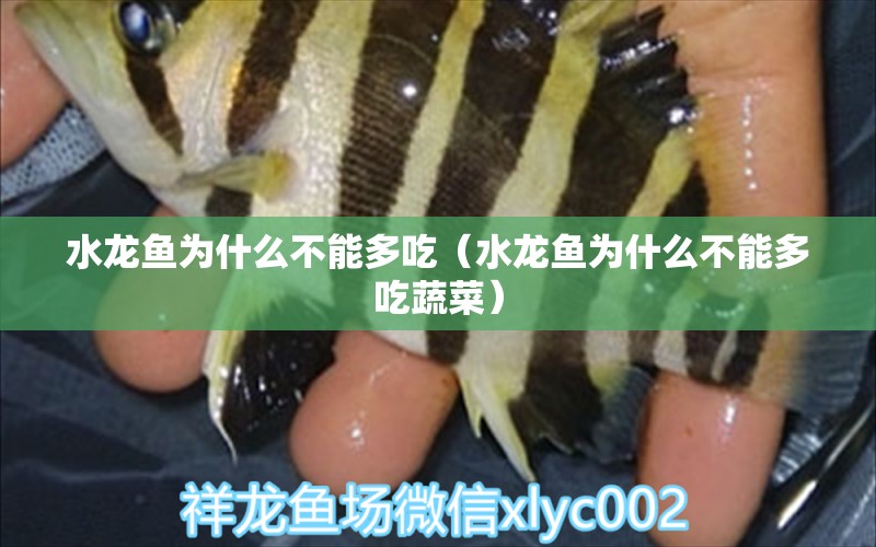 水龍魚(yú)為什么不能多吃（水龍魚(yú)為什么不能多吃蔬菜）