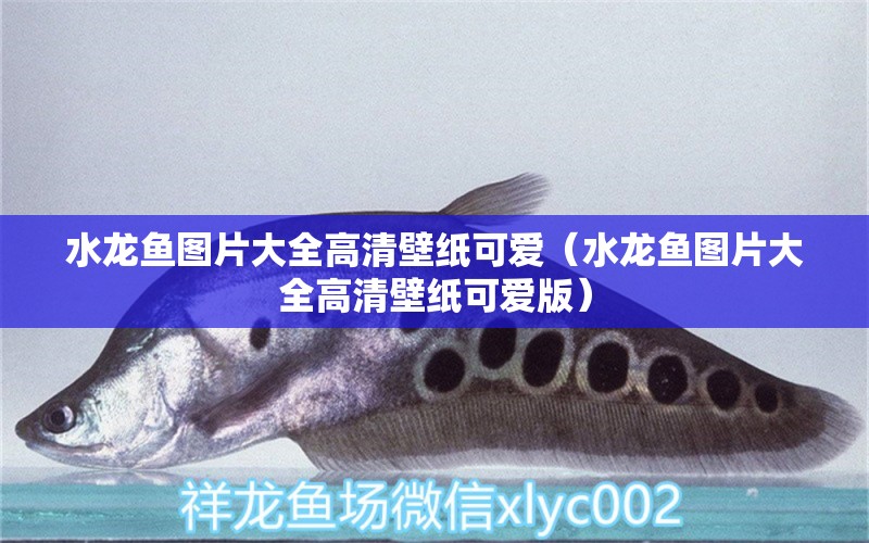 水龍魚(yú)圖片大全高清壁紙可愛(ài)（水龍魚(yú)圖片大全高清壁紙可愛(ài)版）