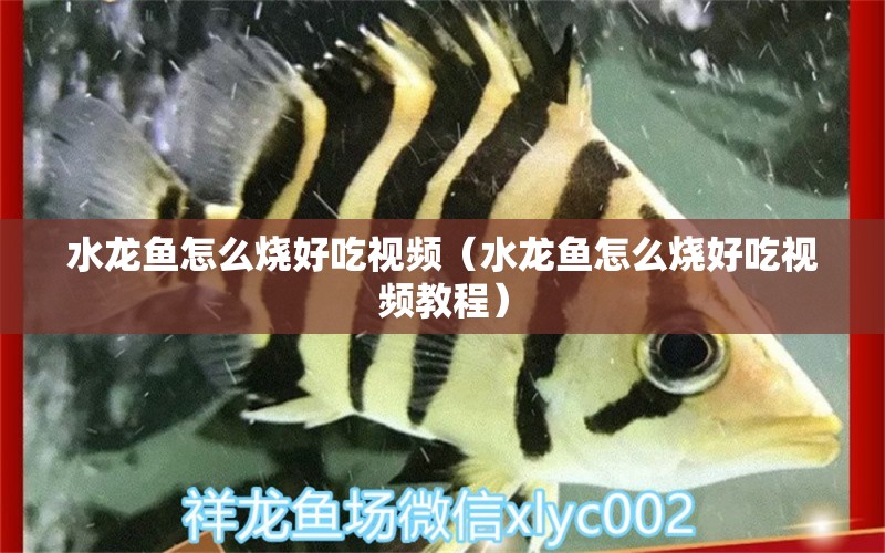 水龍魚怎么燒好吃視頻（水龍魚怎么燒好吃視頻教程） 觀賞魚市場（混養(yǎng)魚）