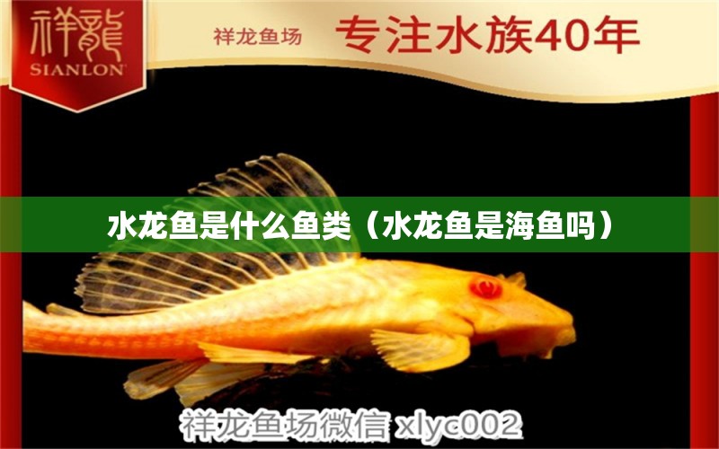 水龍魚是什么魚類（水龍魚是海魚嗎） 白子金龍魚