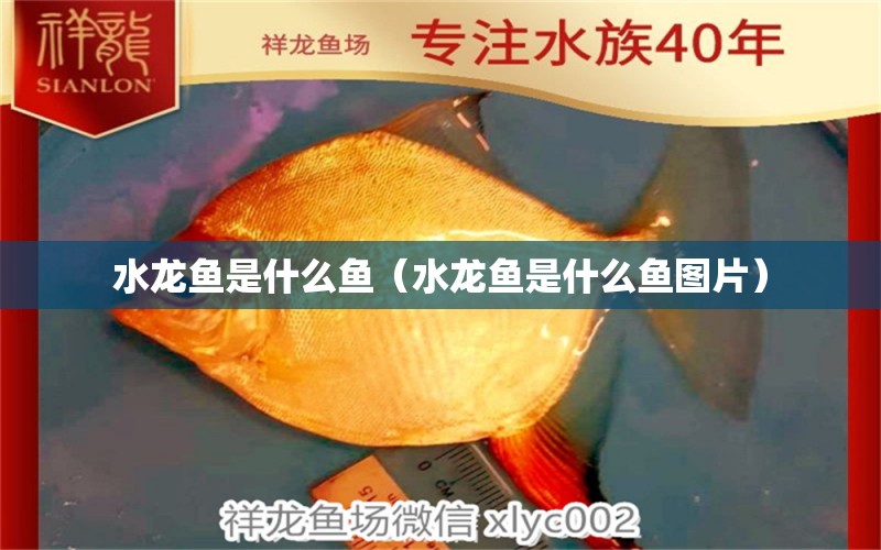 水龍魚(yú)是什么魚(yú)（水龍魚(yú)是什么魚(yú)圖片）