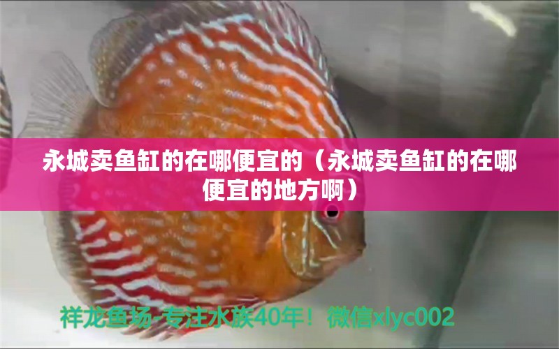 永城賣魚缸的在哪便宜的（永城賣魚缸的在哪便宜的地方?。? title=