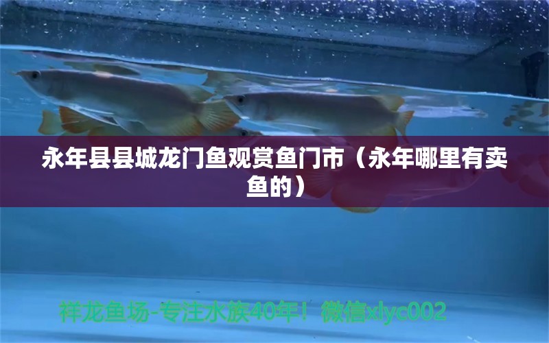 永年縣縣城龍門魚(yú)觀賞魚(yú)門市（永年哪里有賣魚(yú)的）