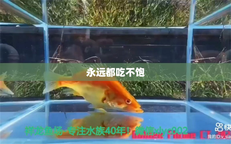 永遠都吃不飽 泰龐海蓮魚