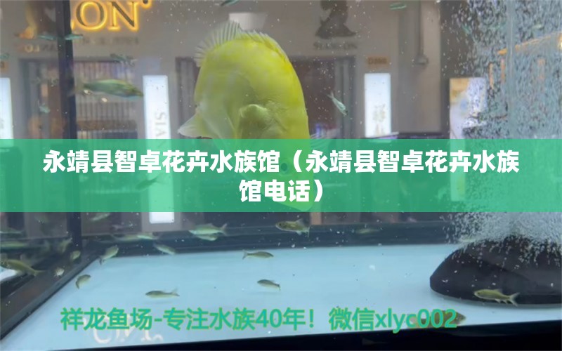 永靖縣智卓花卉水族館（永靖縣智卓花卉水族館電話）