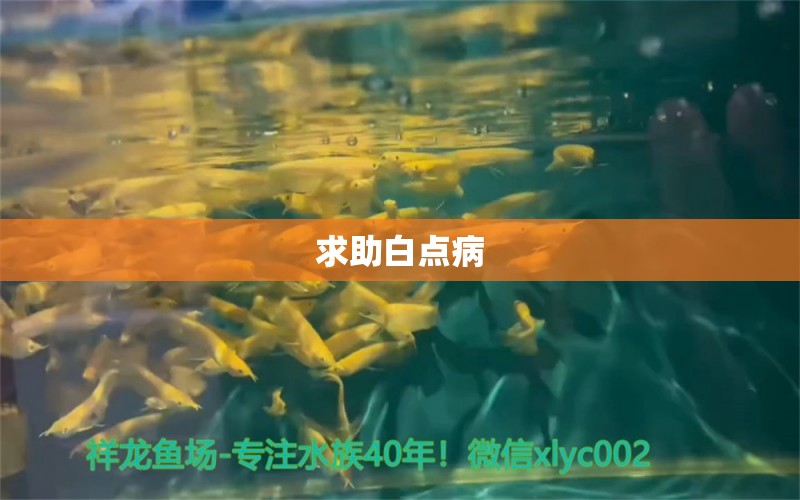 求助白點(diǎn)病 龍魚(yú)疾病與治療