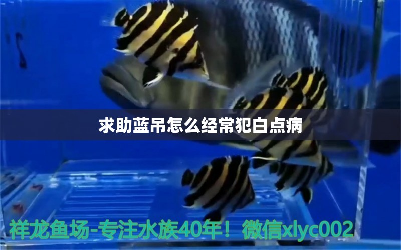 求助藍吊怎么經(jīng)常犯白點病 龍魚疾病與治療