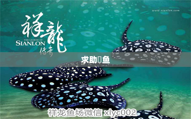 求助魟魚(yú) 觀賞魚(yú)論壇 第2張